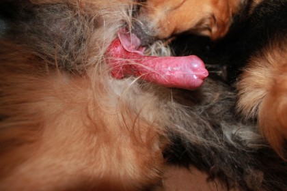 Зоопорно фото возбужденный собачий хуй готов к употреблению для бабы