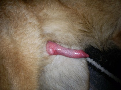 Зоопорно фото возбужденный собачий хуй готов к употреблению для бабы