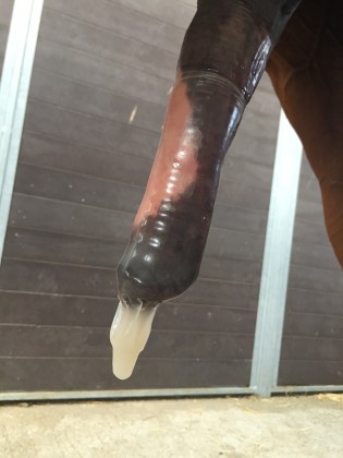 Конь кончил в презерватив - онлайн зоо порно фото