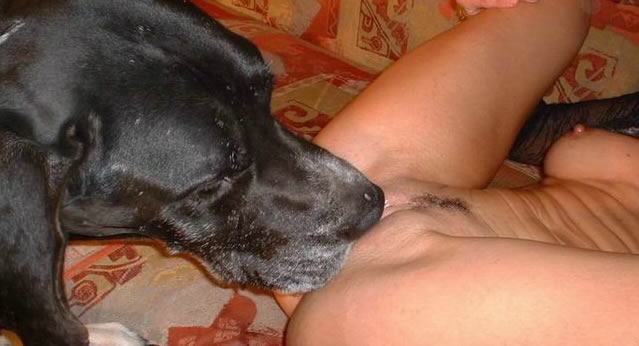 Собака делает куни голой бабе шершавым язычком онлайн порно зоо скачивать бесплатно
