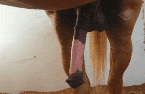 Похотливая зоофилка начинает раздрачивать пенис коню пока он не станет огромным на зоопорно гифках