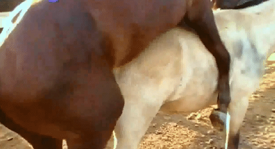 Возбужденный конь ебет свою белую подружку огромным хуем