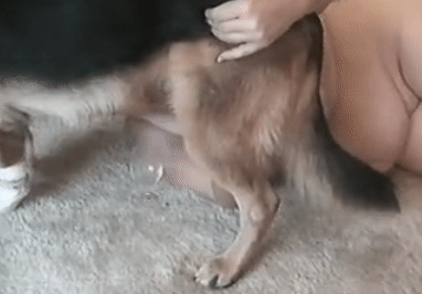 Dog sex порно фото зоо собака шарашит в пизду голую зооблядь нолайн скачать
