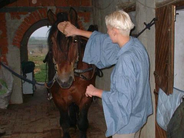 Молодая особа с шикарными сиськами предпочитает потрахаться с конем