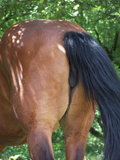 Красивая лошадиная пизда без возбуждения на зоопорно фото смотреть и скачивать