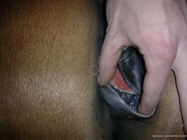 Фистинг лошадиной пиздочки рукой на ферме онлайн зоопорно фото