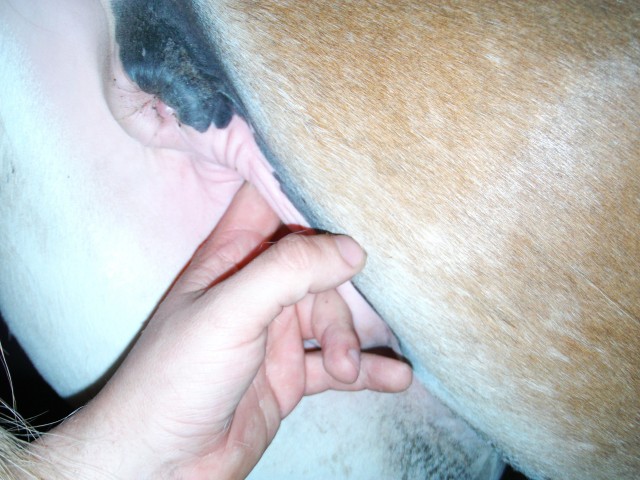 Фистинг лошадиной пиздочки рукой на ферме онлайн зоопорно фото