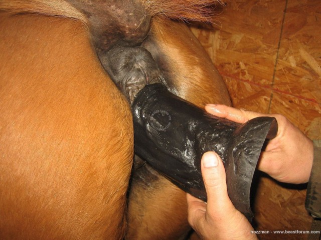 Лошадка тоже любит когда её писечку мастурбируют огромным пластиковым членом