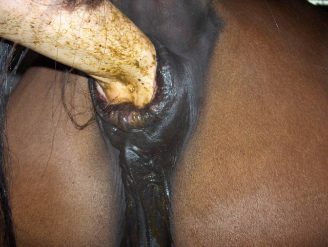 Засунул руку лошади и испачкался гавном на порно зоо фото онлайн скачать и смотреть