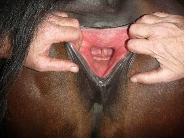 Засунул руку лошади и испачкался гавном на порно зоо фото онлайн скачать и смотреть