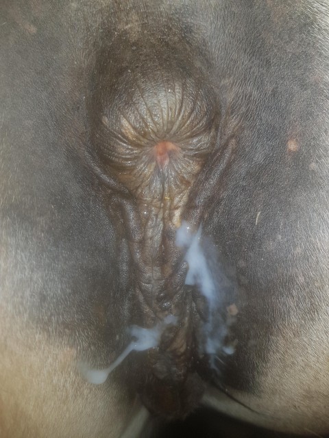 Зоофил трахнул лошадь и кончил животному на писечку порно зоо фото смотреть онлайн