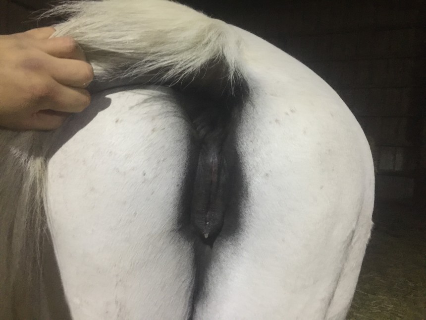 Mare pussy winking 👉 👌 Mare Horse Orgasm Porn Sex Pictures P