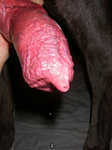 Обсмоктала хуй собаки с большим удовольствием - зоопорно Фото