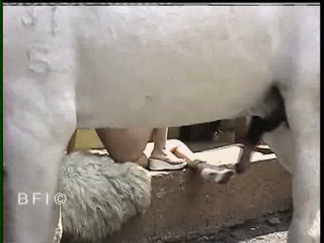 Натренированное женское влагалище с легостью принимает огромный лошадиный писюнец зоофото порно