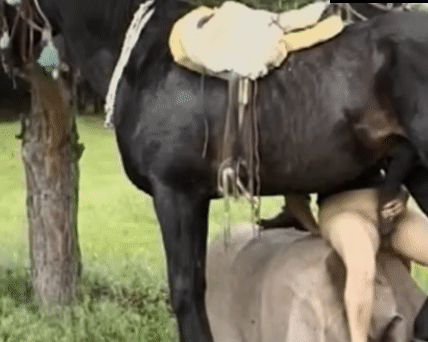 Старая лоханка полюбляет тереть свою пиздень лошадиным хером-смотрит гиф порно с конем