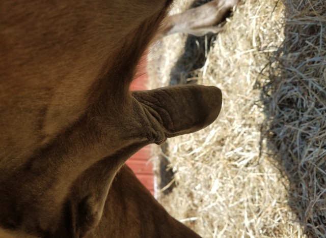Обмягший лошадиный хуй - порно зоо фото