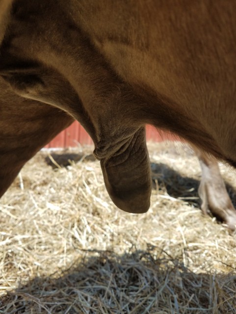 Обмягший лошадиный хуй - порно зоо фото