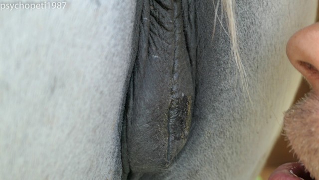 Жаркая лошадиная пизда ждет жеребца на случку- фото порно зоо