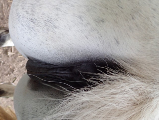Жаркая лошадиная пизда ждет жеребца на случку- фото порно зоо