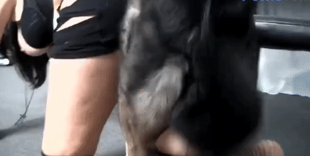 Жеткое порно зоо с собакой грудастой брюнетки в порваных чулках - гифки